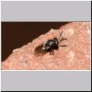 Chalcididae - Erzwespe 02a 3-4mm.jpg